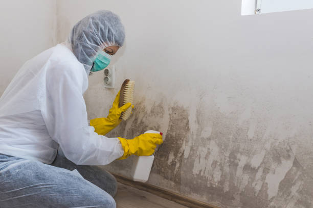 Best Mold Damage Repair  in South Haven, IN