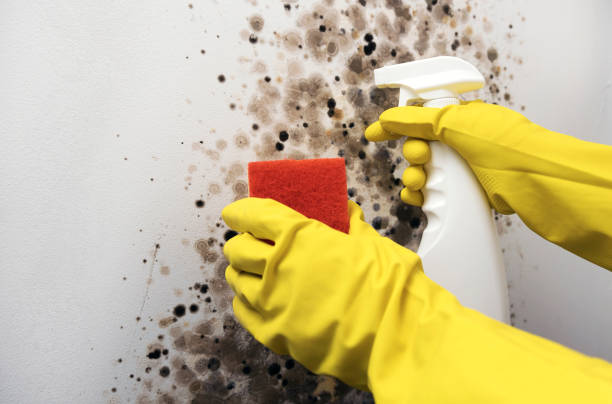 Best Black Mold Removal  in South Haven, IN