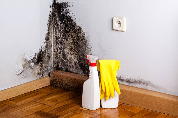 Best Attic Mold Removal  in South Haven, IN