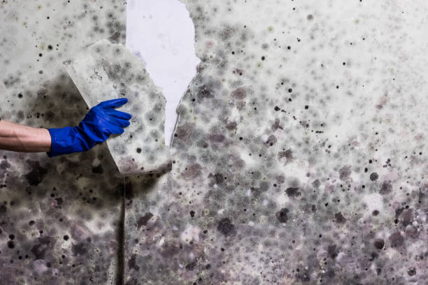 Attic Mold Removal in South Haven, IN