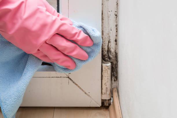 Certified Mold Removal in South Haven, IN