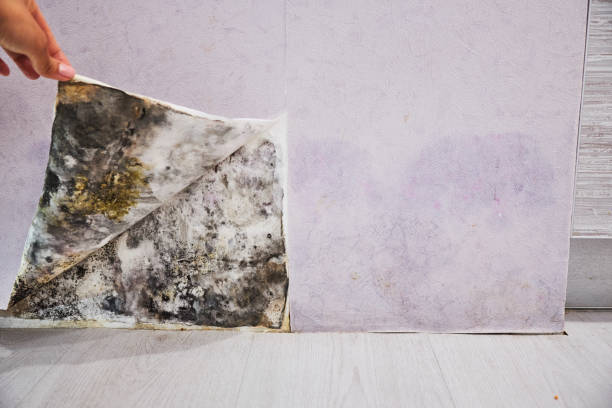Office Mold Removal Services in South Haven, IN